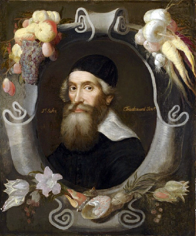 John Tradescant starší na portrétu připisovaném Emanueli de Critz prostřednictvím zdroje Wikimedia Commons, kategorie autorství PD-old Portrét zahradníka Johna Tradescanta staršíhoí
