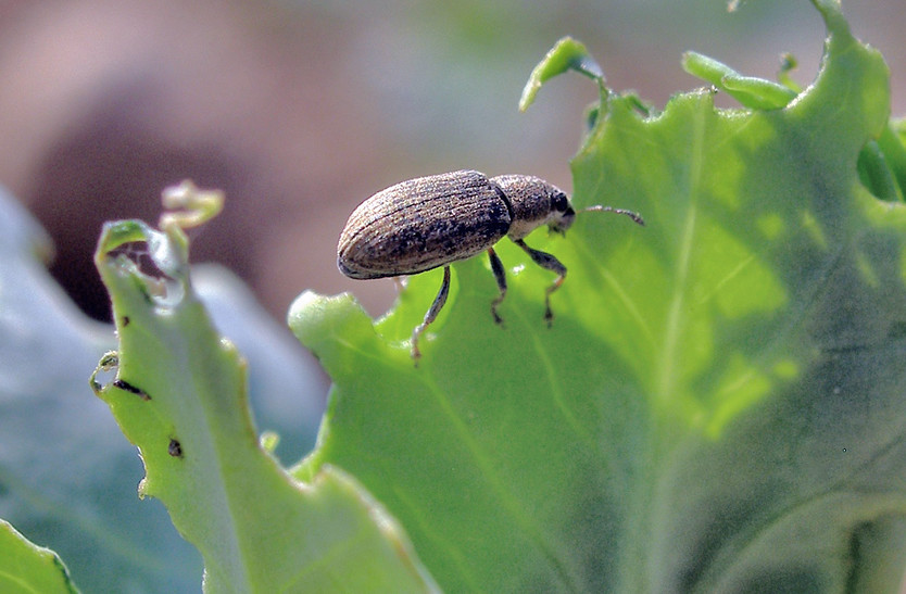 Dospělec listopase Listopas