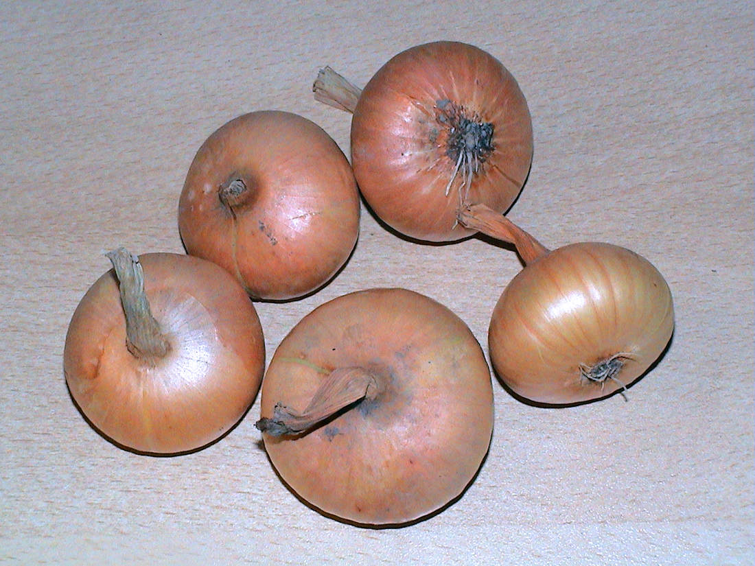 Tradiční odrůda Štutgartská Odrůda cibule Štutgartská