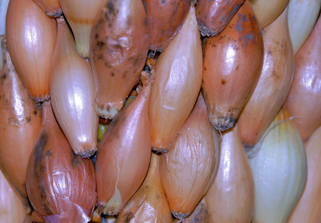 Sazečka jednotné velikosti Cibule sazečka