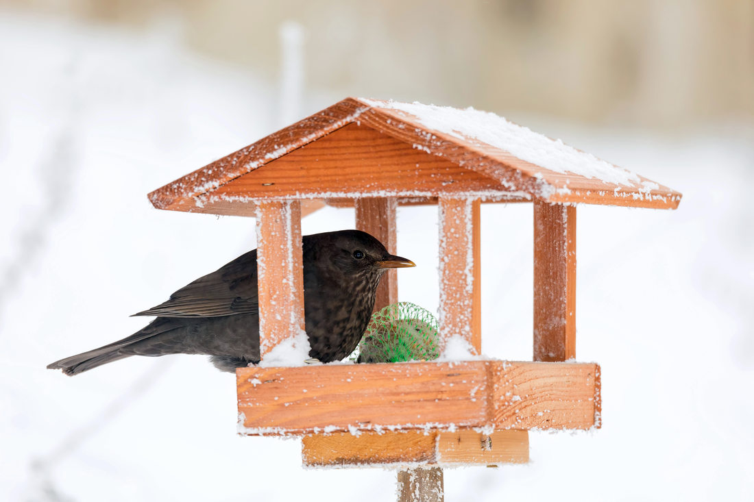 Samici kosa černého zaujala na krmítku lojová koule; foto Shutterstock Samice kosa černého
