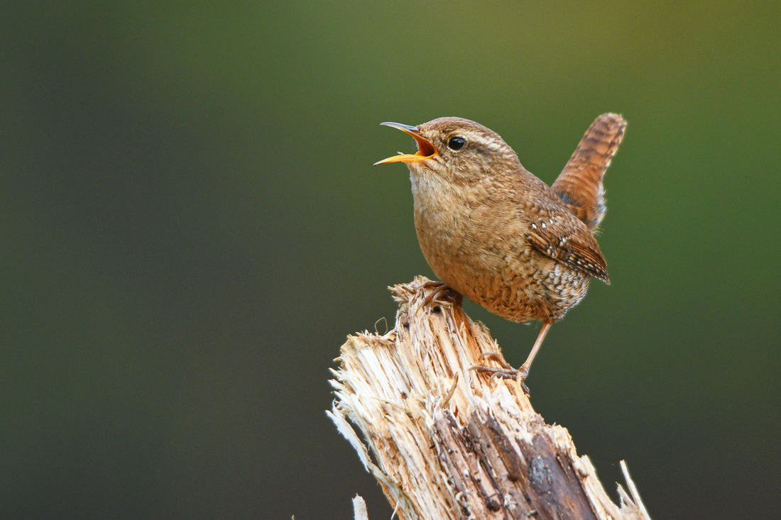 Střízlík obecný, jeden z nejmenších ptáků Evropy, dorůstá do velikosti 10 cm; foto Shutterstock Střízlík (Troglodytes troglodytes)