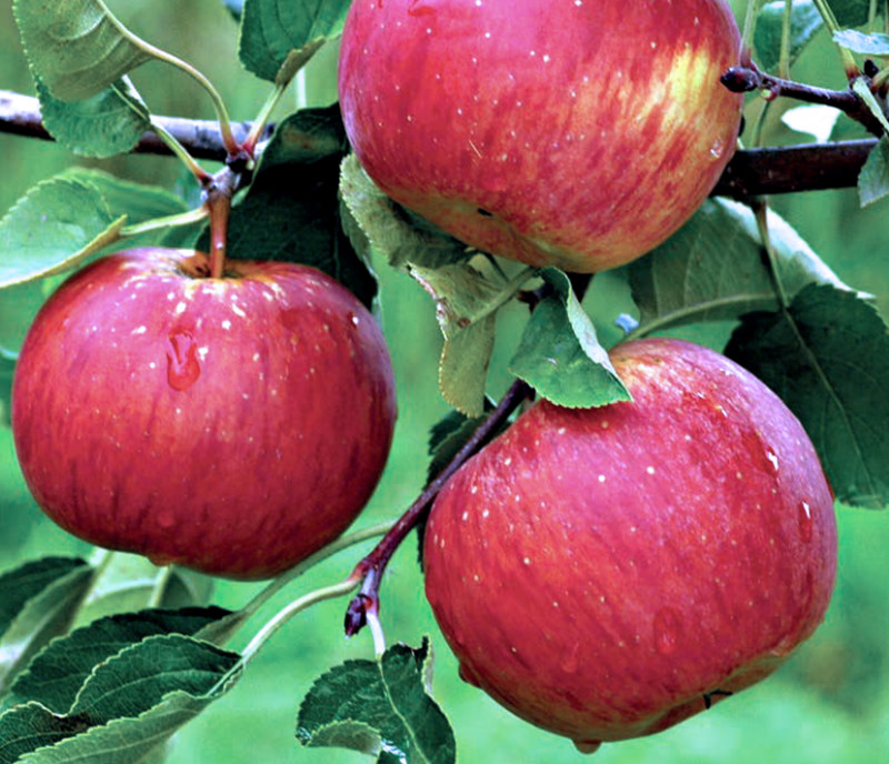 Rubínová jablka odrůdy Rubín Oblíbená odrůda jabloně: Rubín