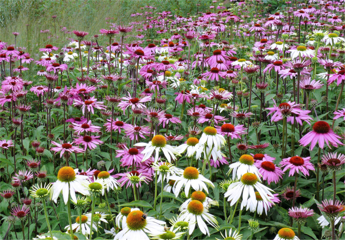 Echinacea purpurea, oblíbená v prérijní výsadbě Echinacea purpurea, oblíbená v prérijní výsadbě