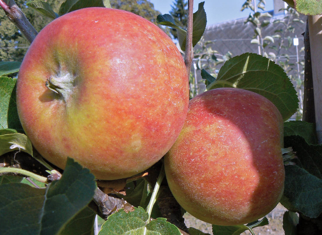 Rubinstep, potomek Rubína. V Holovousích s ním zkřížili odrůdu Clivia.