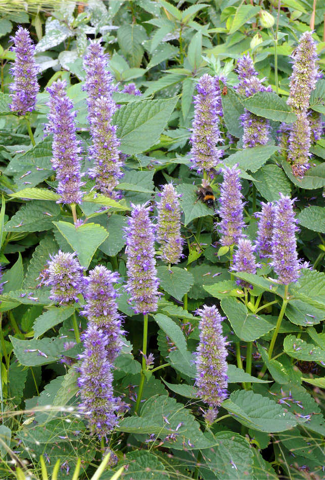 Voňavě listy Agastache foeniculum lákají hmyz Voňavě listy Agastache foeniculum lákají hmyz