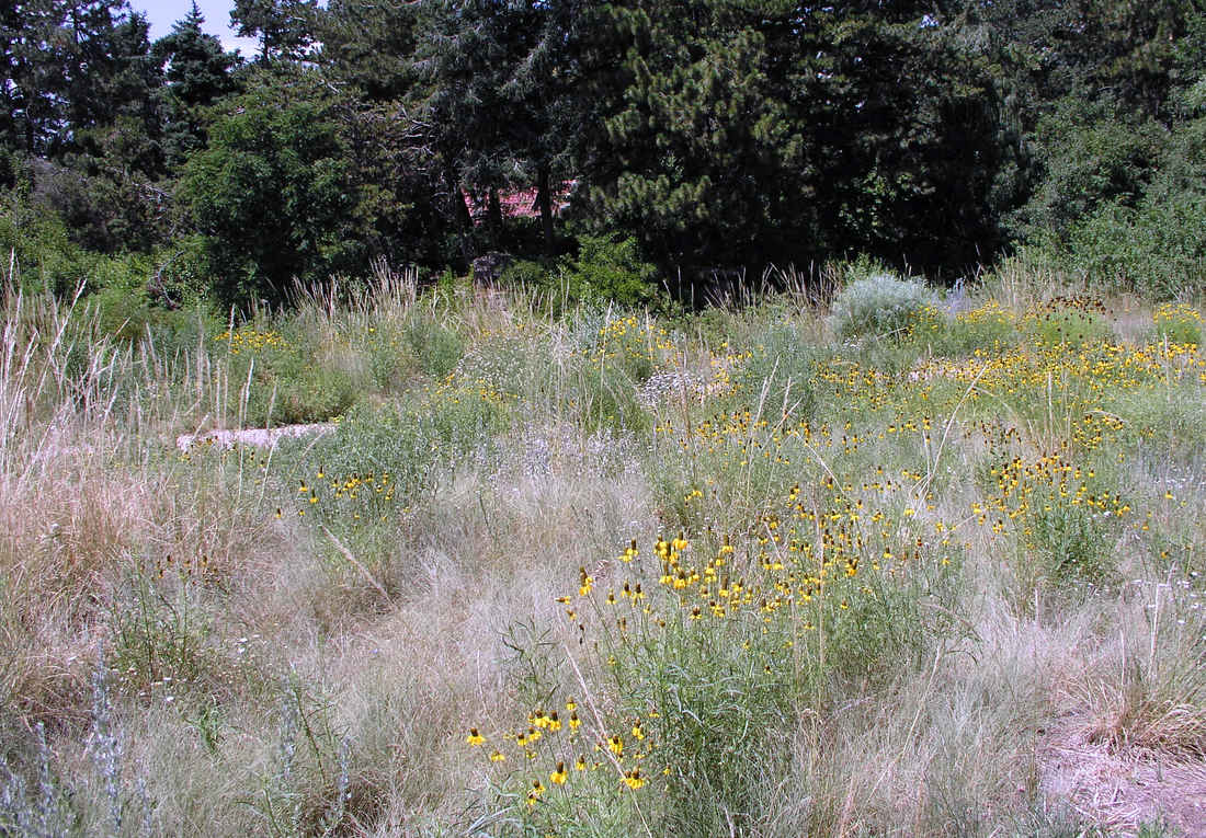 Prérie v botanické zahradě v Denveru, Colorado, USA Denver, Colorado, USA