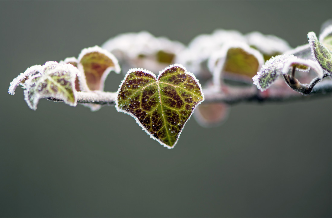 Břečťan popínavý (Hedera helix), foto Shutterstock Břečťan popínavý