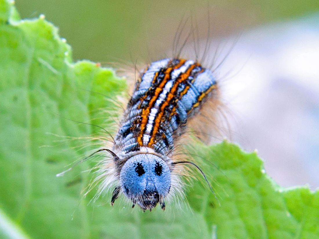 Larva bourovce prsténčivého, foto Shuttestock Larva bourovce prsténčivého, foto Shuttestock