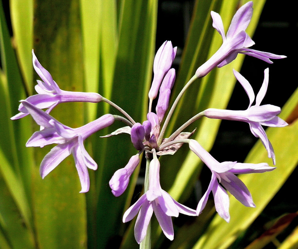Kvetoucí africký česnek Tulbaghia violacea Silver Lace Květ jihoafrické česnekové trávy