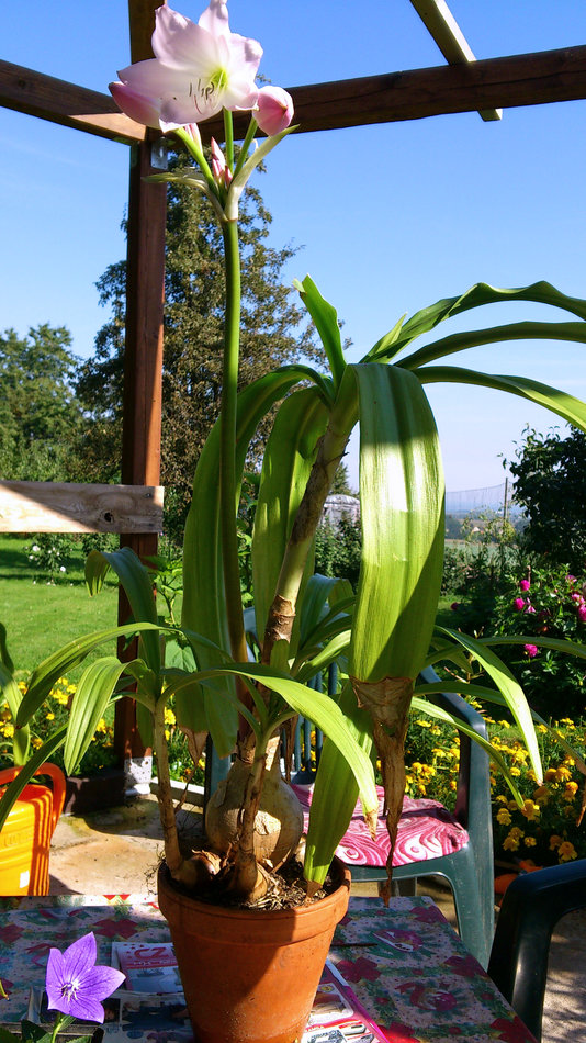 Křín Crinum x powellii