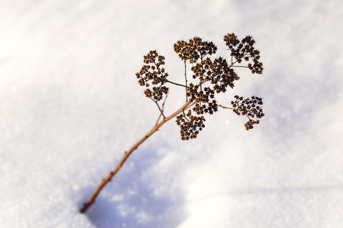 Větve tavolníku můžeme v bezmrazém lednu seříznout hluboce. Kvete v létě a plodenství zdobí keř také v zimě. Foto Shutterstock Tavolník v zimě