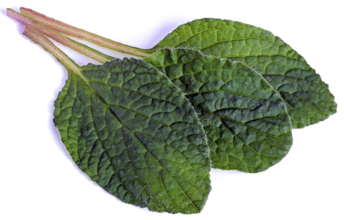 Listy brutnáku obsahují množství chlorofylu; foto Shutterstock Listy brutnáku lékařského