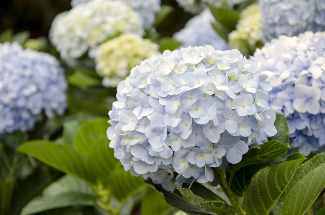 Hortenzie velkolistá; foto Shutterstock