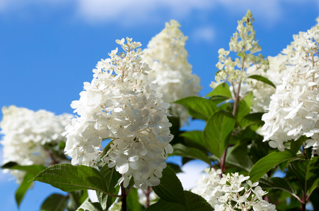 Hortenzie latnatá; foro Shutterstock