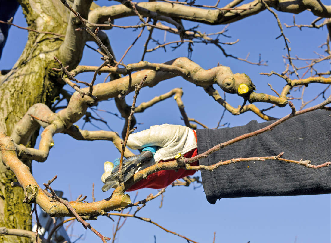 Řezem upravujeme násadu květů, tím i množství a velikost plodů, ale také snižujeme bujný růst výhonů, foto Shutterstock Řez jabloně v zimě
