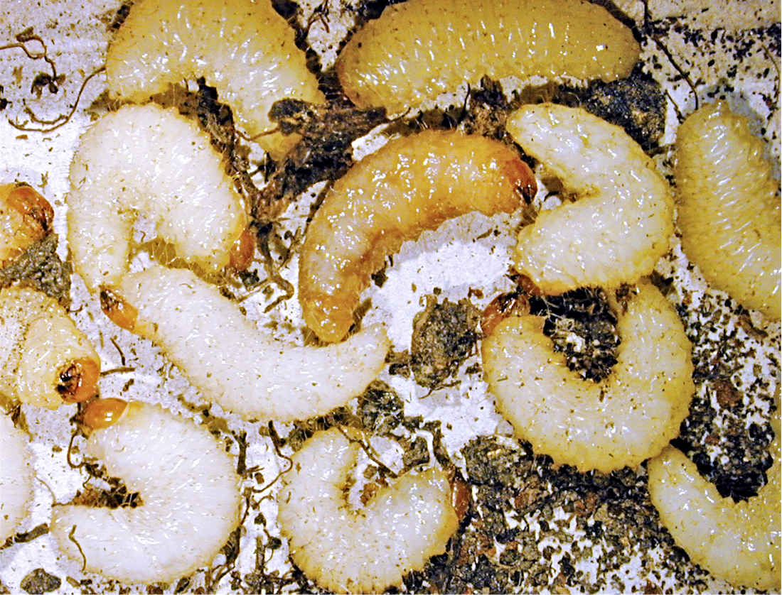 Larvy lalokonosce libečkového Larvy lalokonosce libečkového