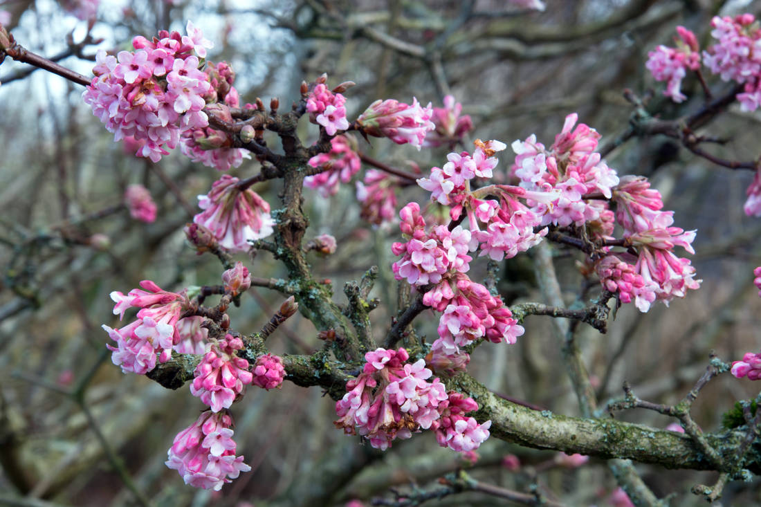 Kalina Viburnum x bodnantense; foto Shutterstock Viburnum x bodnantense, kalina, která kvete v zimě
