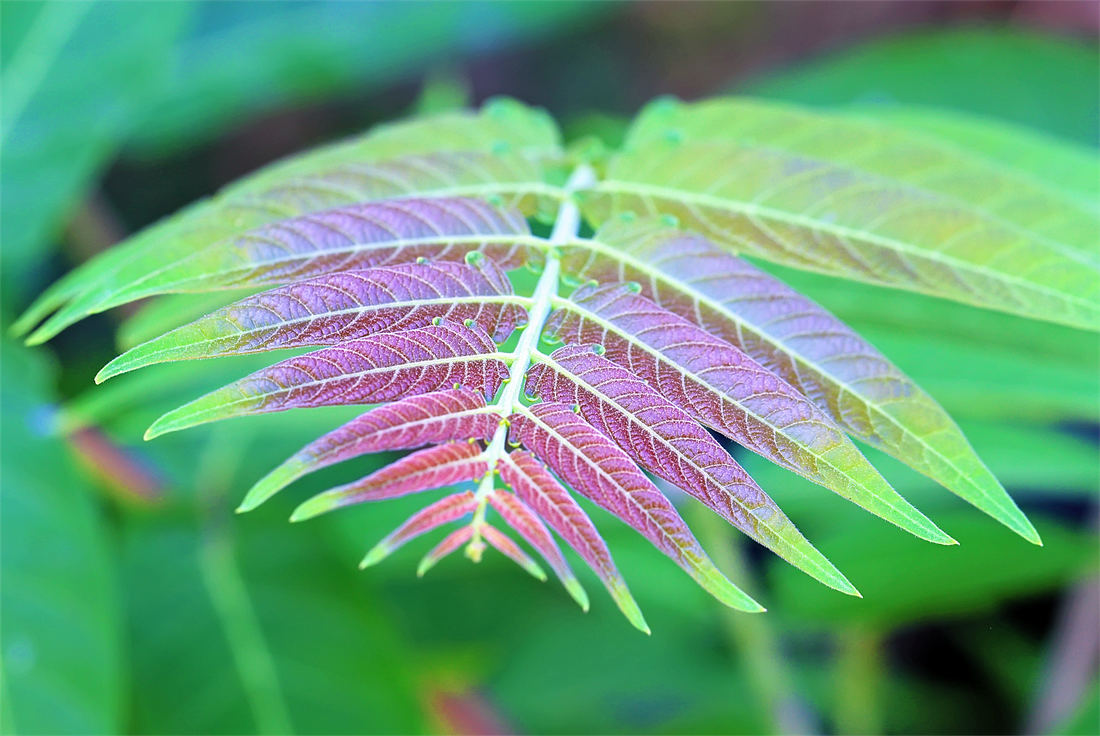 Listy narůstající na mladém výhonu pajasanu; foto Shutterstock Ailanthus altissima