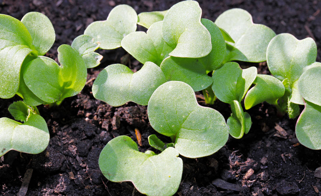 Ředkvička patří k rostlinám s nejkratší vegetační dobou; sklízíme ji už měsíc po výsevu. Foto Shutterstock. Ředkvička brzy po výsevu