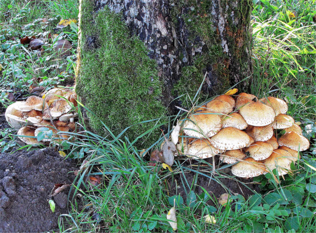 Šupinovky u paty kmene jabloně Pholiota sp.