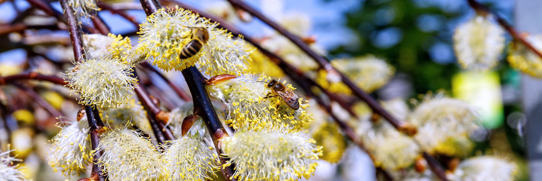 Salix Caprea Kilmarnock, foto Shutterstock Okrasná vrba