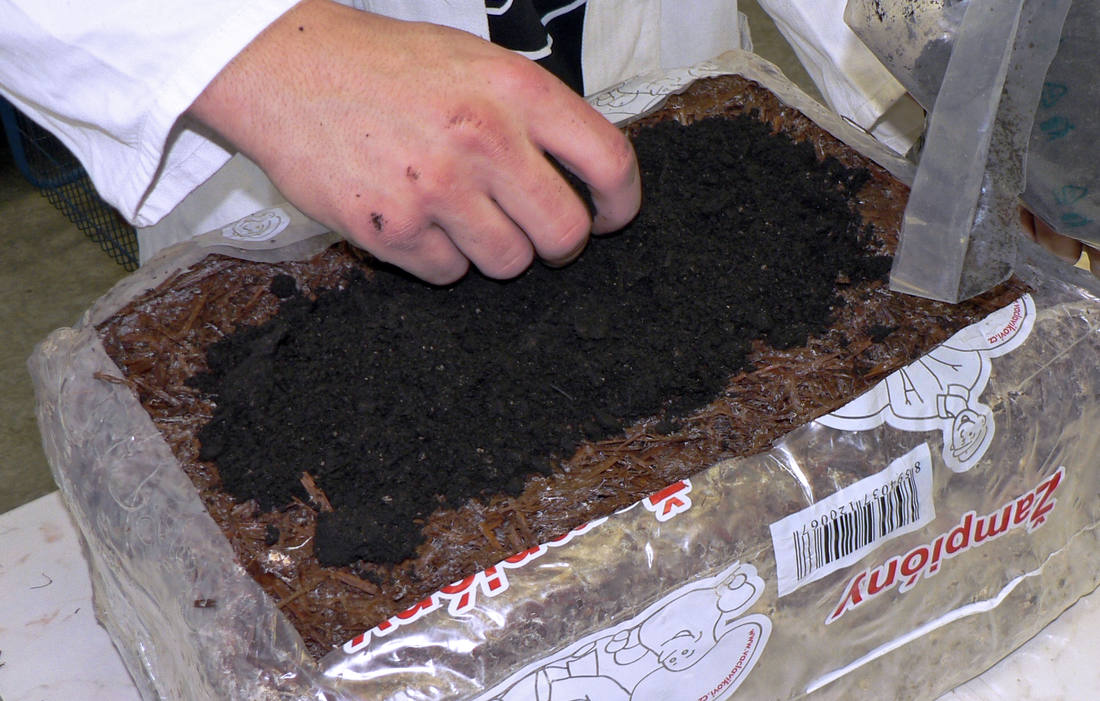 Načechraný povrch bloku urovnáme a pokryjeme asi 3cm vrstvou krycí zeminy Blok substrátu s myceliem a vrstvou krycí zeminy
