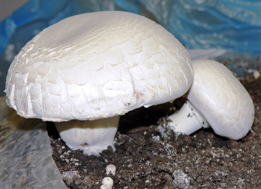 Pěstujeme žampiony z mycelia v bloku substrátu