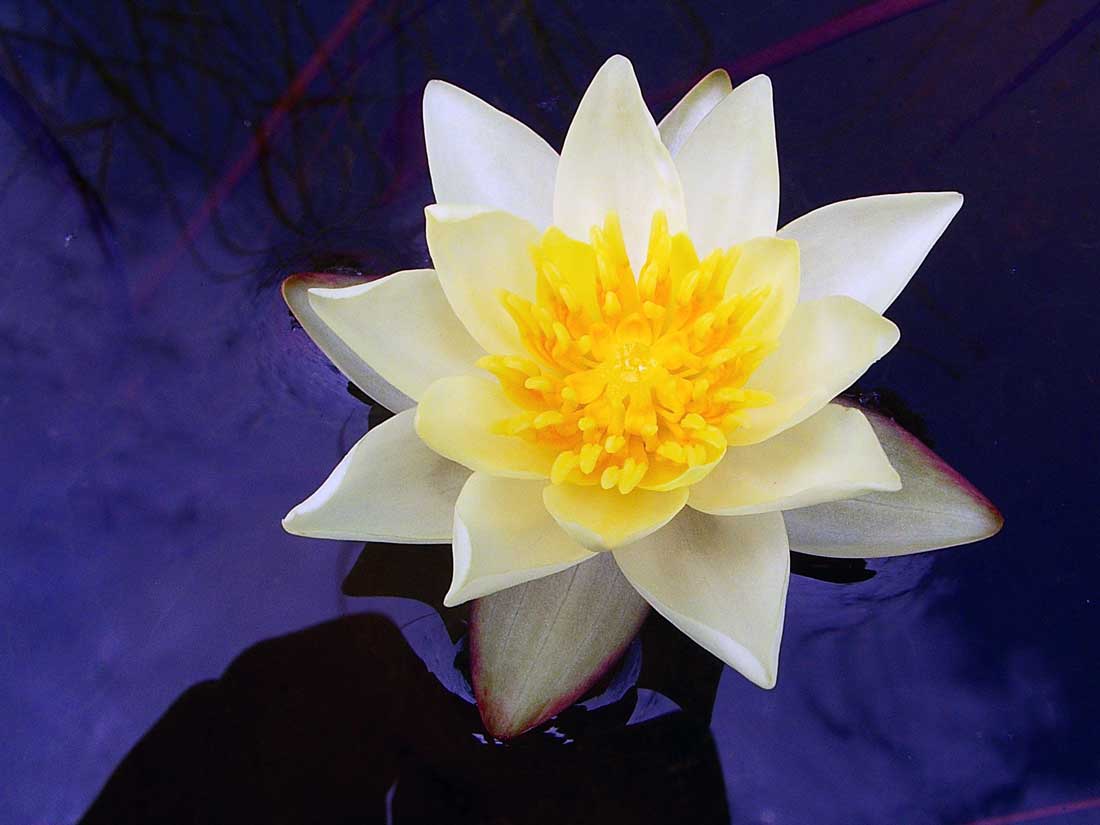 Leknín (Nymphaea tetragona); foto Andrea Kučerová Leknín