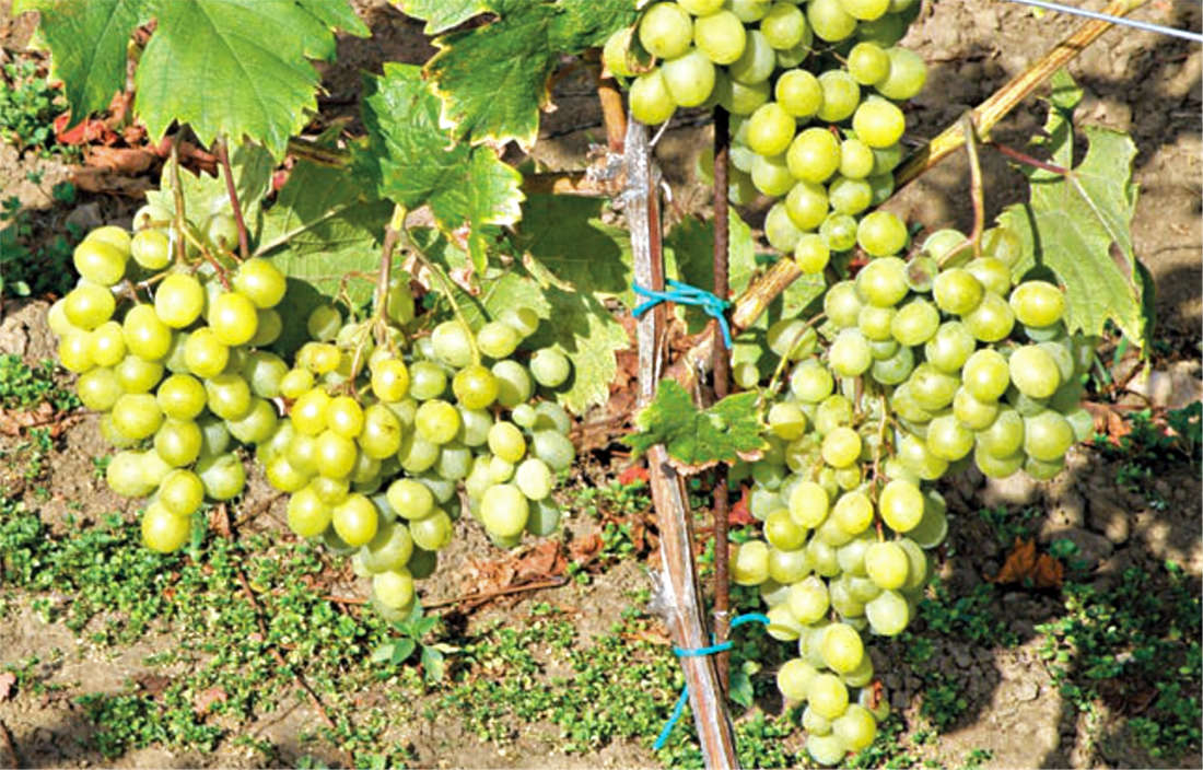 Osvědčená zahrádkářská odrůda piwi révy Frumoasa Albe dozrává koncem září Frumoasa Albe, piwi odrůda révy