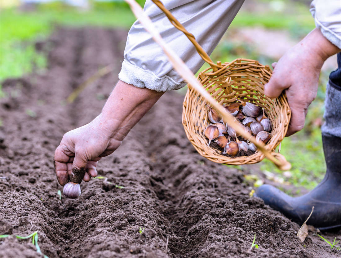 Podzimní výsadba česneku; foto Shutterstock Výsadba stroužků česneku