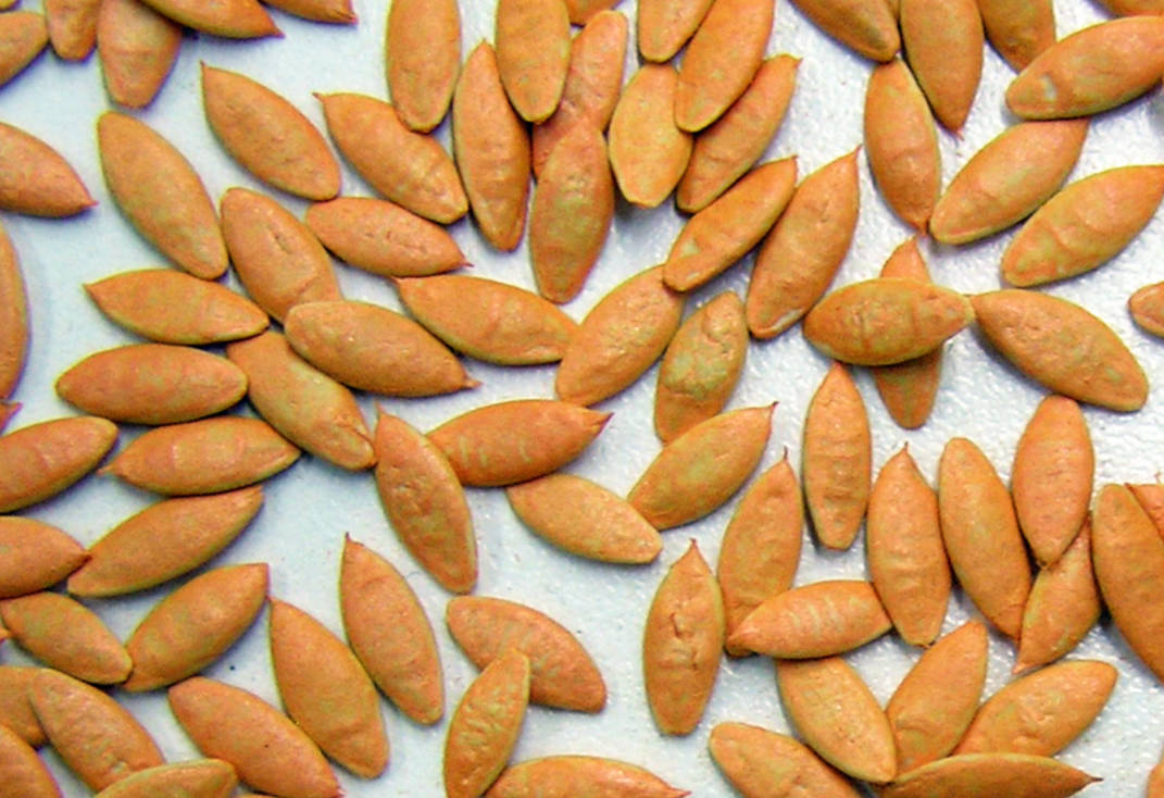 Jak správně pěstovat okurky a proč na jaře půdu jen pohrabat