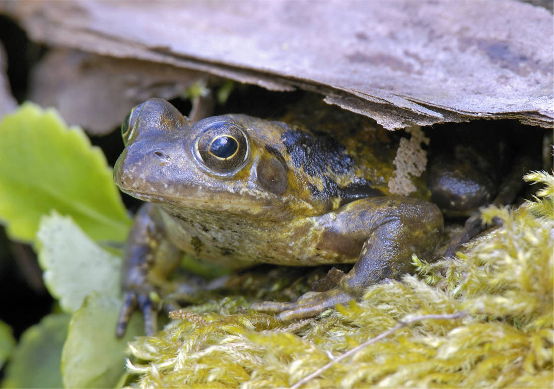 V potravě skokana hnědého se může objevit i mandelinka, larvy komárů, slimáci; foto Shutterstock Skokan hnědý Rana temporaria
