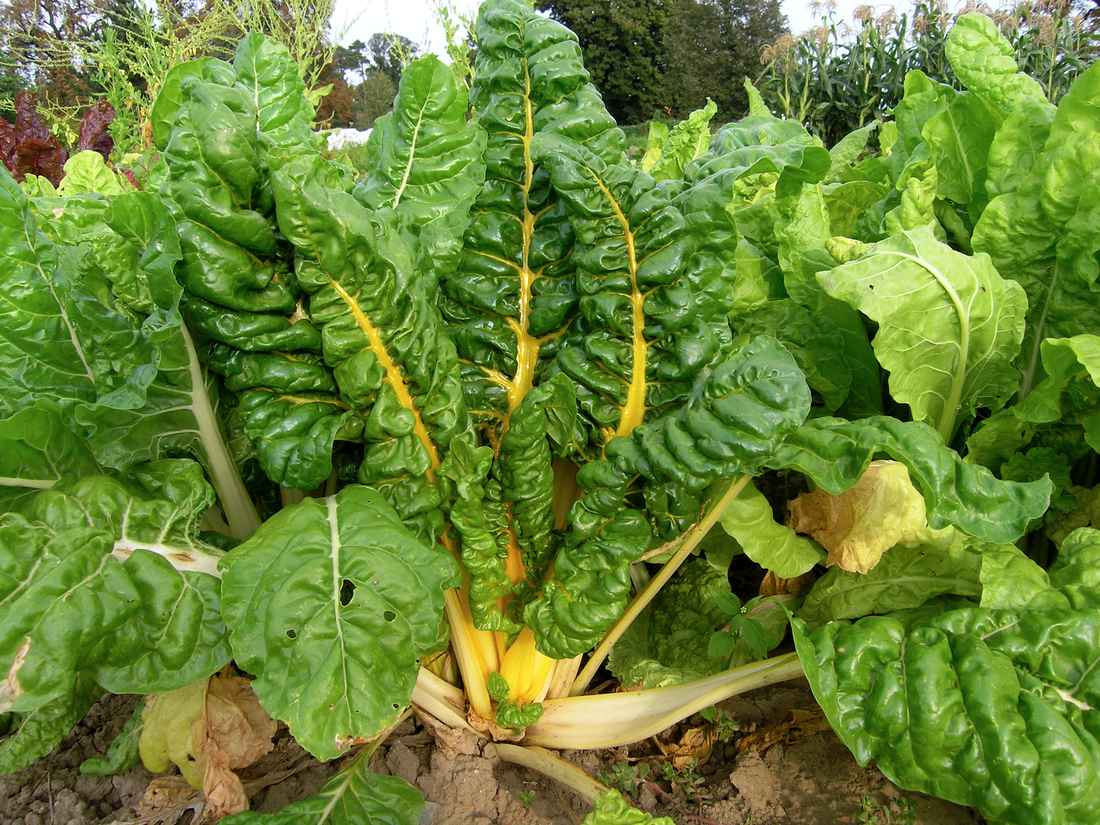 Mangold Bright yellow