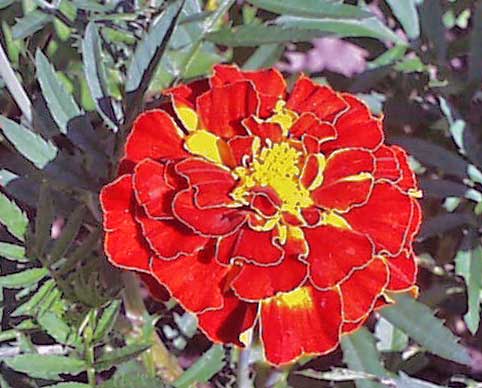 Tagetes erecta