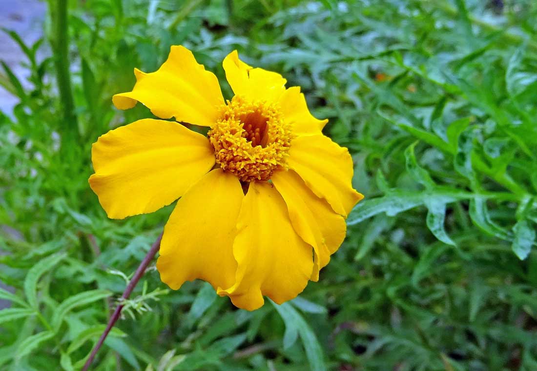Tagetes tenuifolia