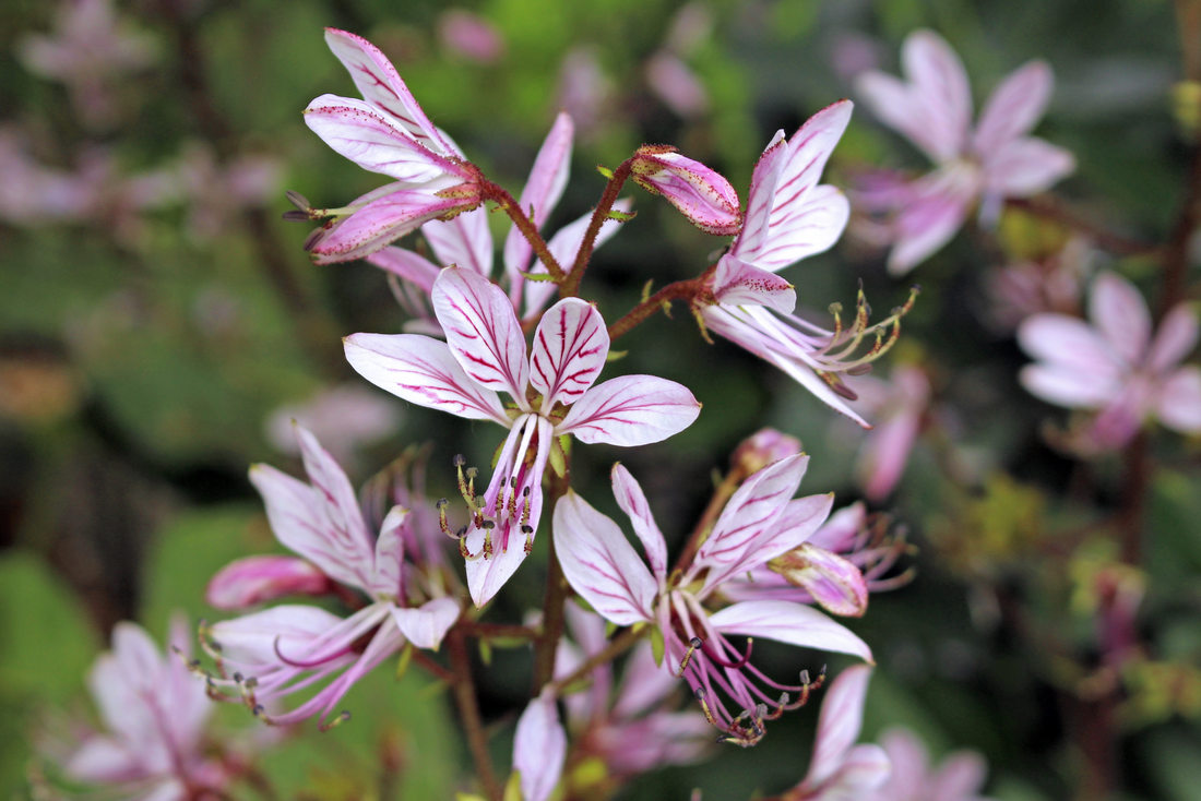 Dictamnus albus