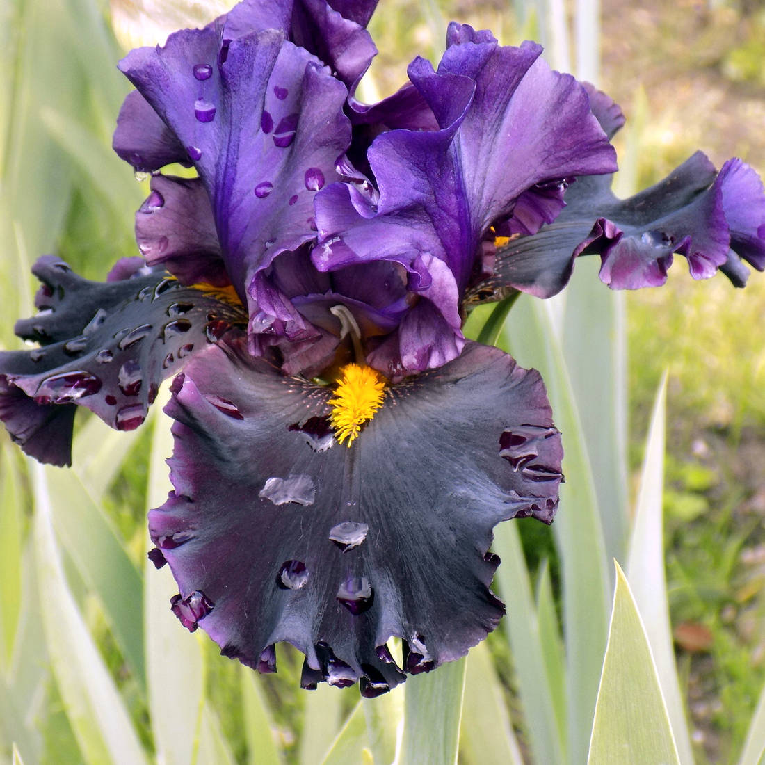 Kosatec Hrom a blesk Kosatec Hrom a blesk
