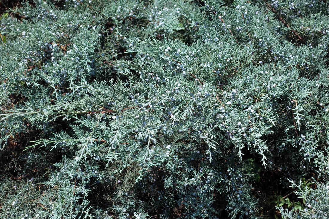 Jalovec prostřední (Juniperus media); foto Shutterstock Jalovec prostřední