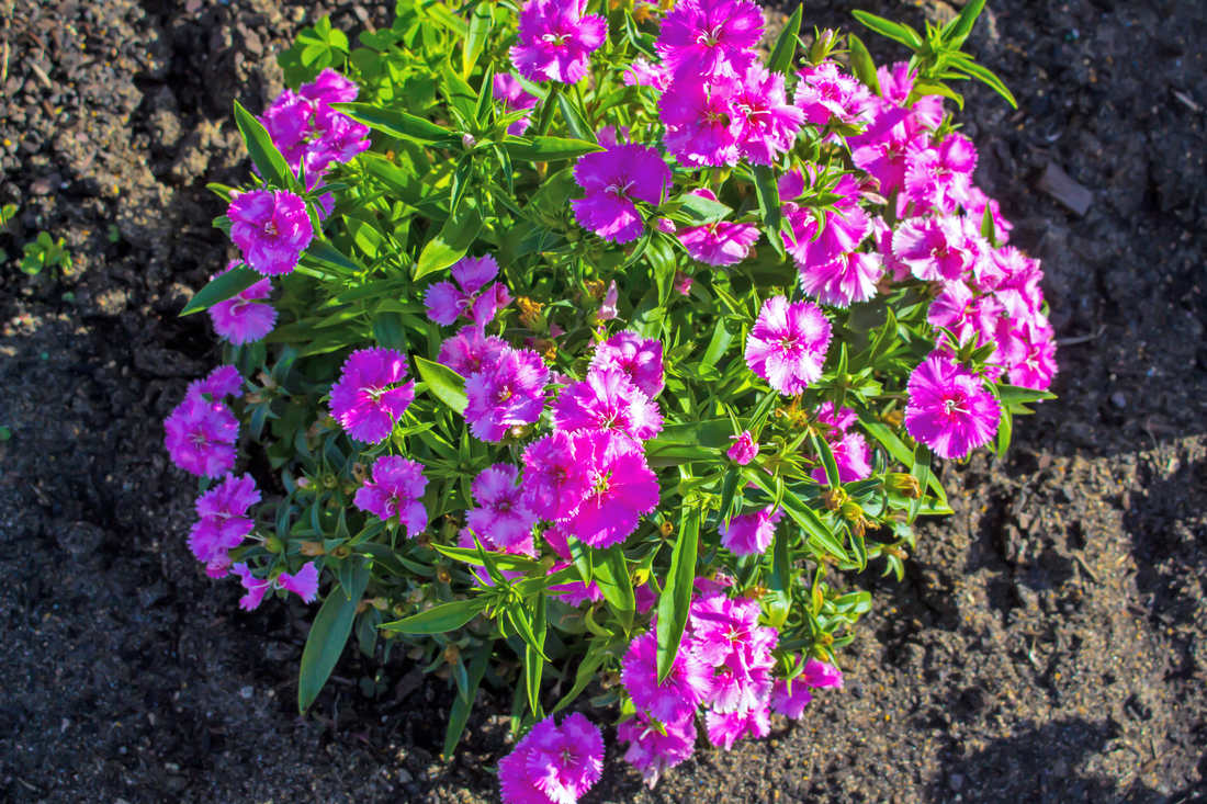 Karafiát, karafiát hvozdík neboli hvozdík zahradní (Dianthus caryophyllus) Dianthus caryophyllus
