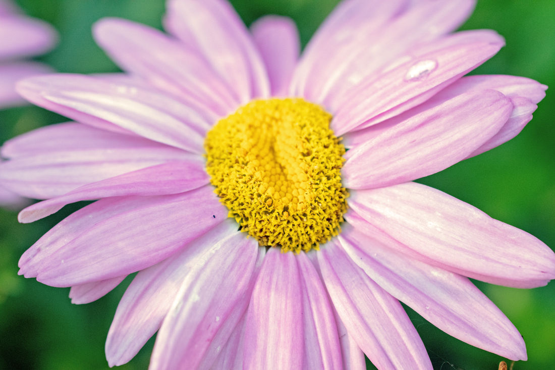 Chrysanthemum coccineum Willd.