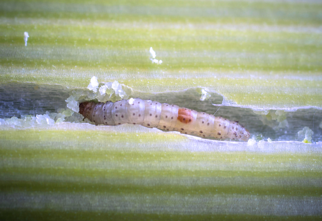 Larva květilky cibulové (Delia antiqua)