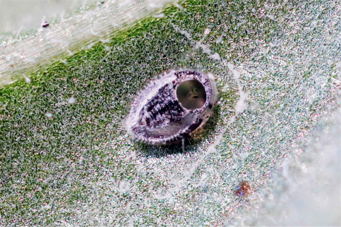 Biologická ochrana rostlin bude čím dál tím užívanější Biologická ochrana rostlin bude čím dál tím užívanější
