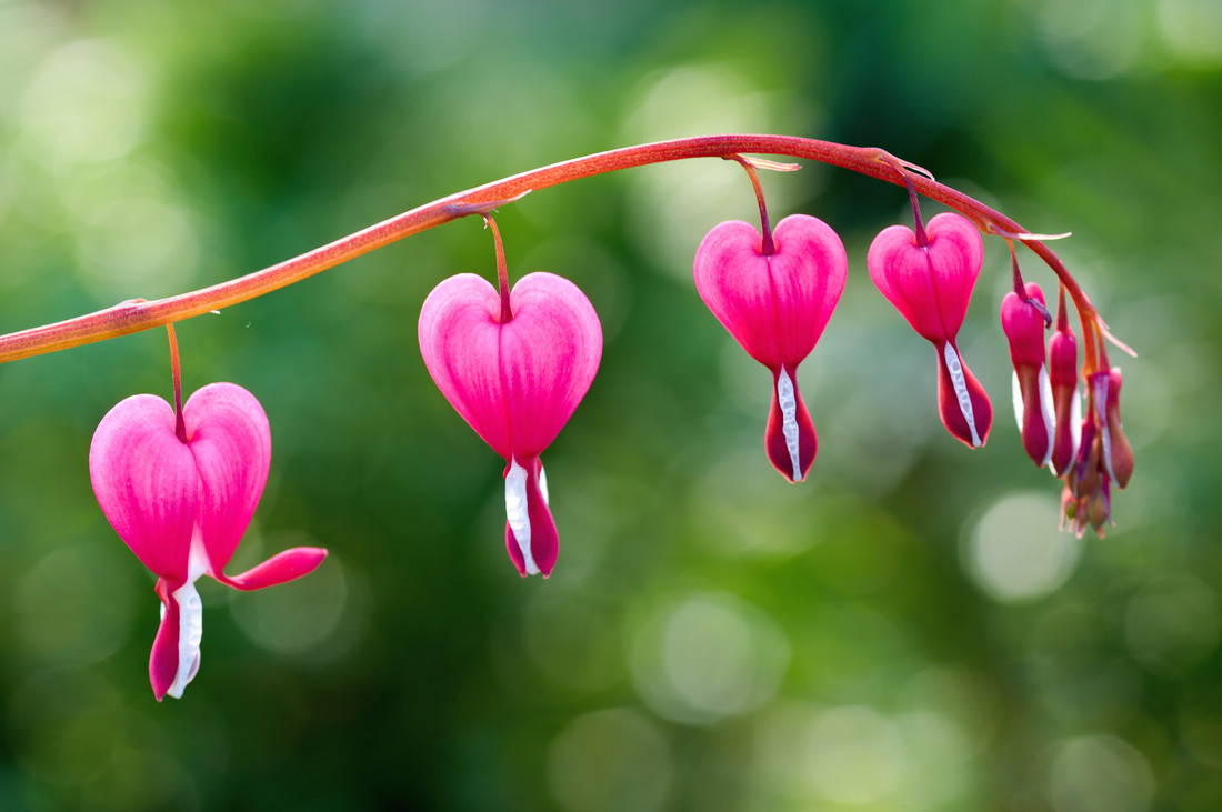 Srdcovka (Dicentra spectabilis); foto Shutterstock Srdcovka