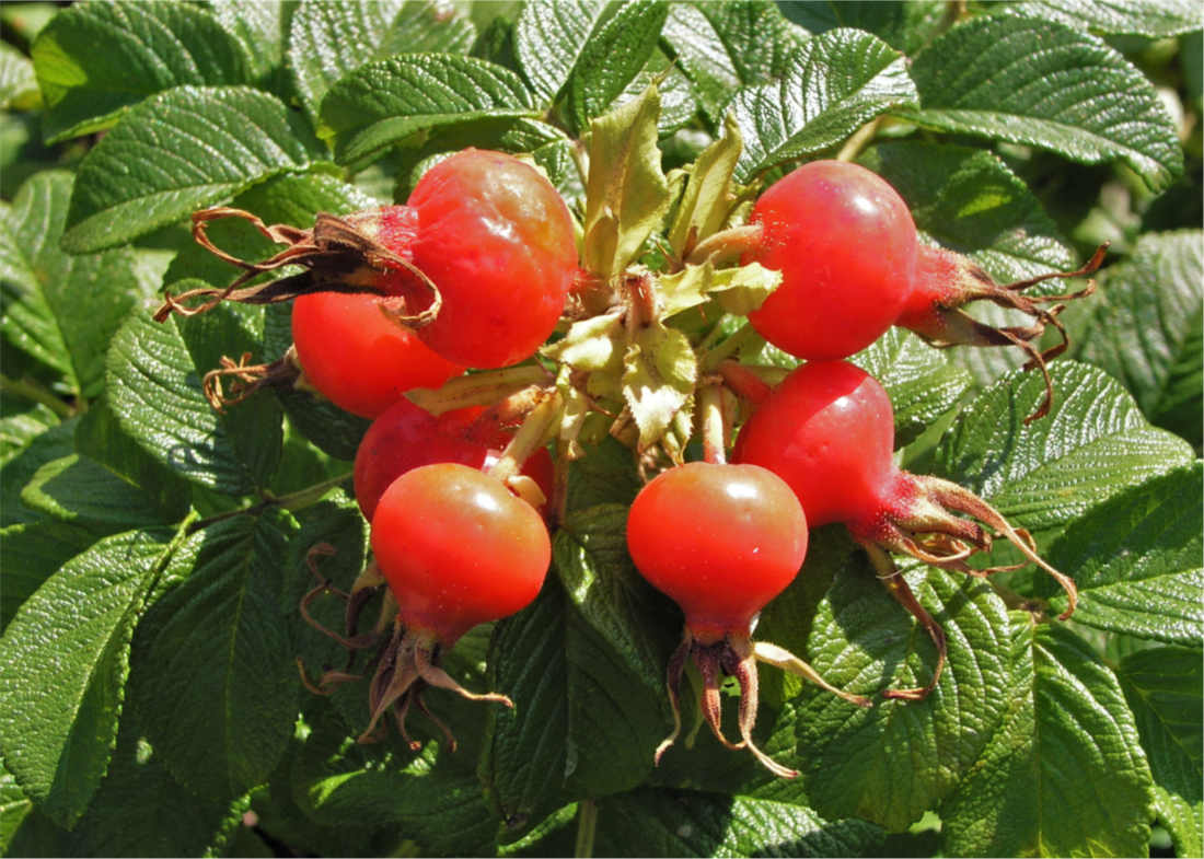 Šípky růže svraskalé ze skupiny botanických růží Šípky Rosa rugosa