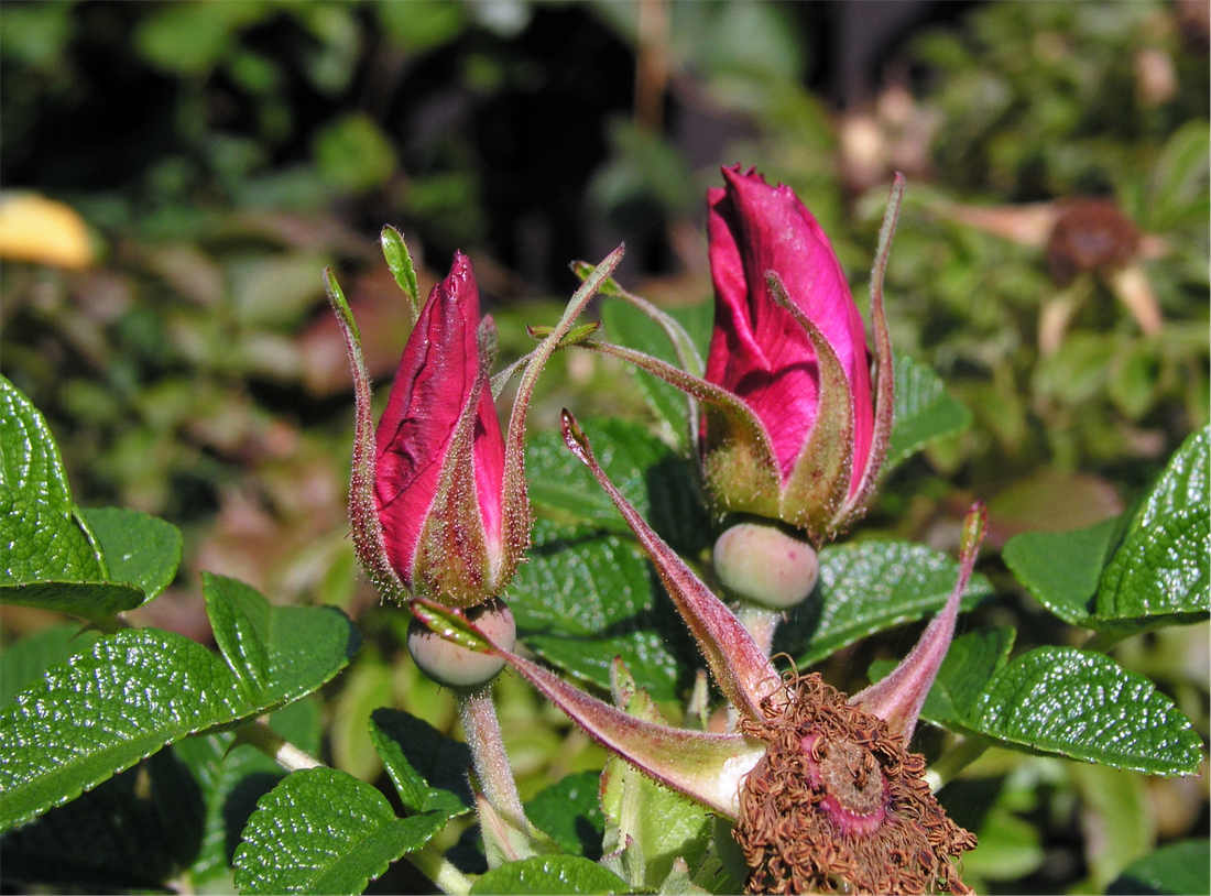 Poupata růže svraskalé Poupata Rosa rugosa