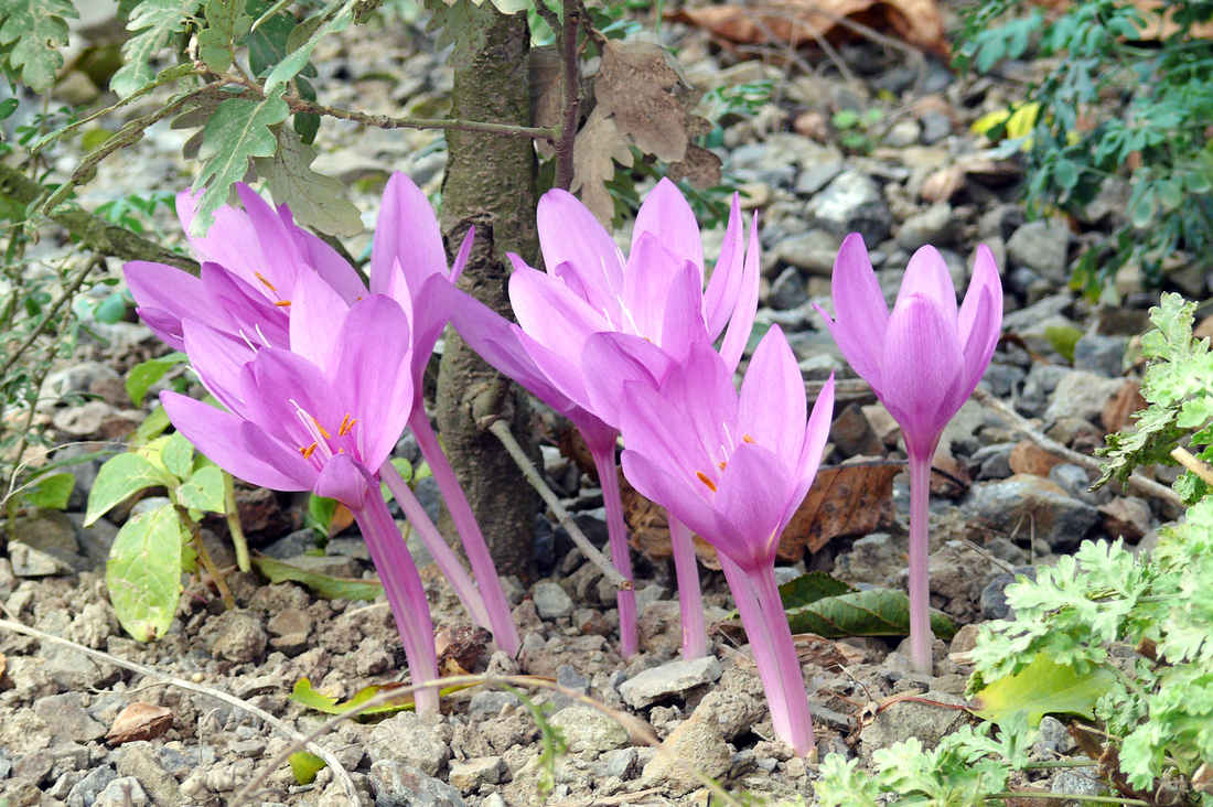 Ocún (Colchicum speciosum) obsahuje jedovaté alkaloidy Ocún