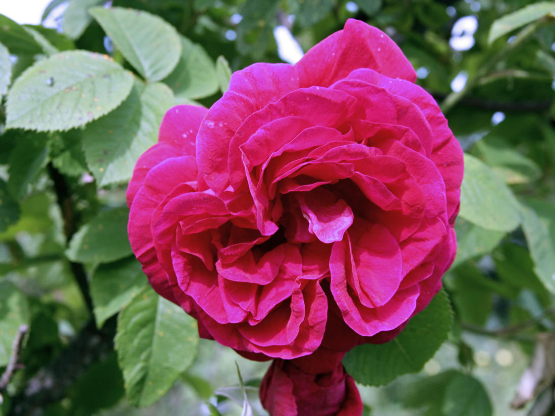 Odrůda Ruskin je hybridem Rosa rugosa Ruskin, kříženec růže svraskalé