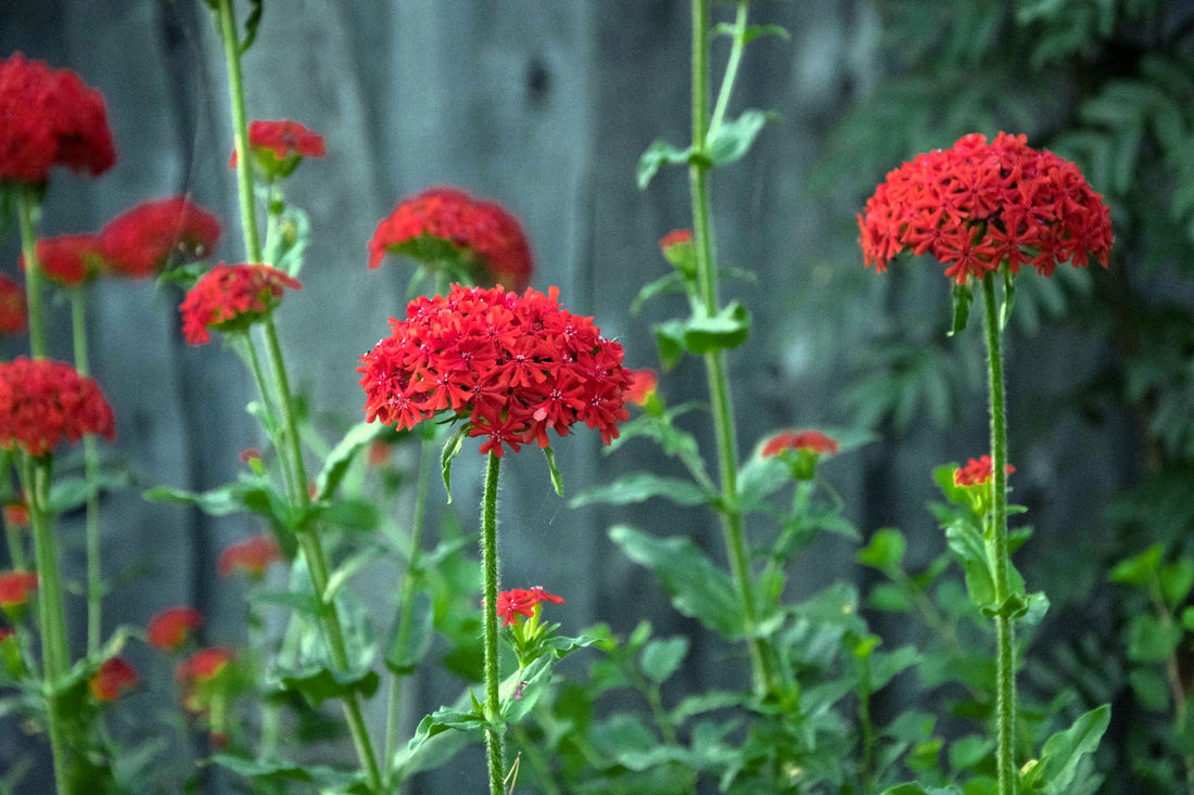 Kohoutek plamenný (Lychnis chalcedonica) může vykvétat opakovaně; foto Shutterstock Kohoutek plamenný