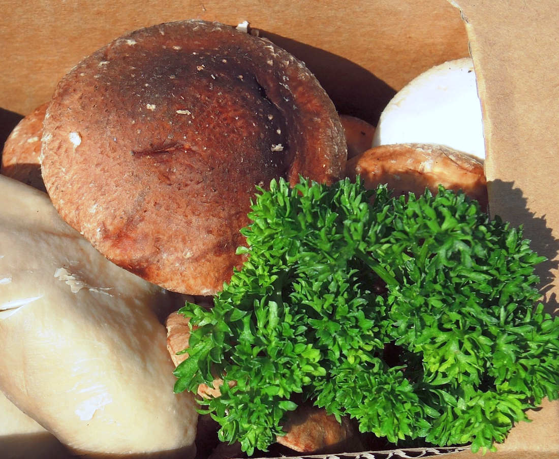 Shiitake, jedlá dřevní houba